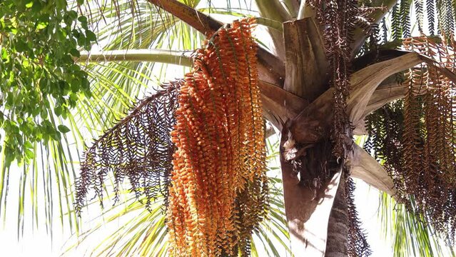 male flowers of the buriti palm tree