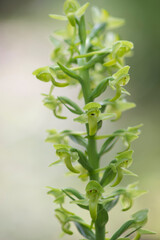 Wild orchid, Platanthera algeriensis Platanthera Clorantha. Sardinia, Italy, rare wild orchid next to stream,