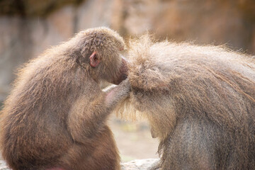 Baboon couple caring each other for insects