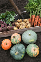 Autumn vegetable harvest of fresh raw carrot, beetroot, pumpkin and potato with shovel on soil ground in garden. Harvesting organic fall vegetables