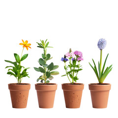 Flowers potted individually against a transparent background