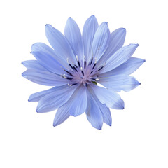 A solitary blue chicory flower stands out against a transparent background