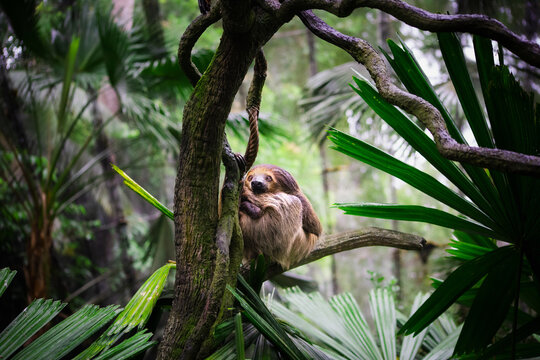 Portrait of sloth on tree in jungle
