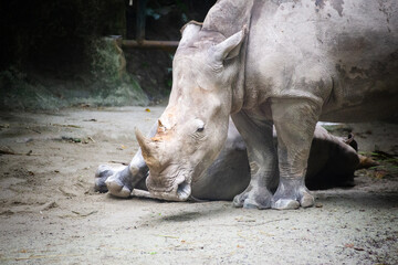Poor and injured portrait of rhino, imprisoned in zoo, its horn is broken