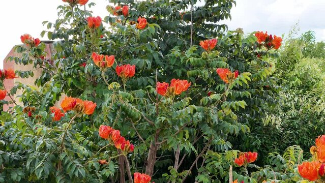 African Tulip Tree Flowers