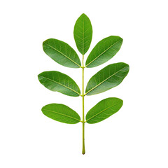 A vibrant Cassia fistula green leaf stands out against a transparent background