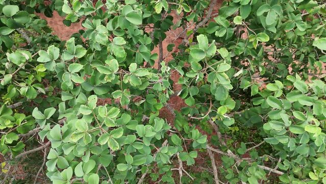 Pekea Nut Tree Leaves