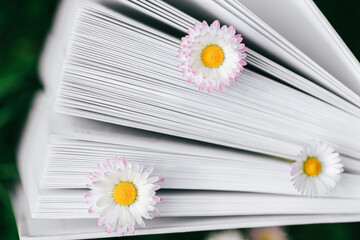 Books about spring and summer. Chamomiles in the pages of books close-up .White summer flowers and book pages.  - 794533866