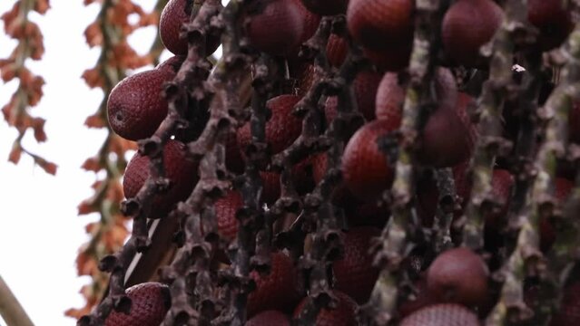 buriti palm tree in close up