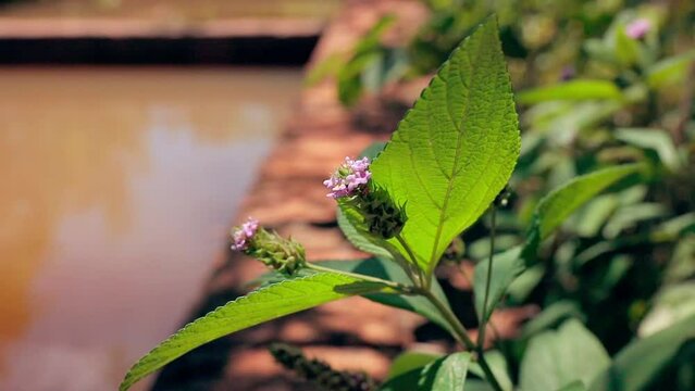 Ternate Lantana Plant