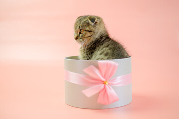 Adorable Kitten inside a gift box.Scottish fold kitten. kitten nestled in a gift box, adorned with a bow, against a pink backdrop. Striped fluffy kitten in a gray box.