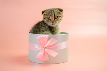  Kitten in a gift box.Adorable pet inside a gift box.Scottish fold kitten. kitten nestled in a gift box, adorned with a bow, against a pink backdrop. Striped fluffy kitten in a gray box. - 794535425