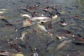 Many fish in the water. Freshwater fishing