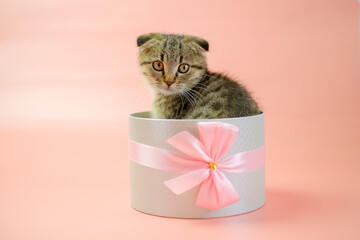  Kitten in a gift box.Scottish fold kitten.Adorable pet inside a circular gift box. Striped fluffy kitten in a gray box.