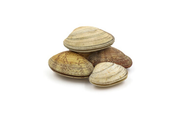 Closed up fresh baby clams, venus shell, shellfish, carpet clams, short necked clams, as raw food from the sea are the seafood ingredients. fresh clams Background.