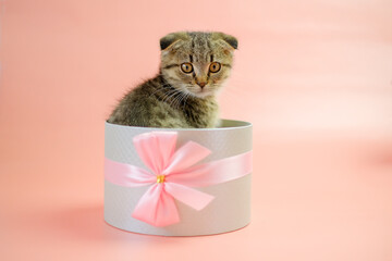 Scottish fold kitten.Adorable pet inside a circular gift box.kitten nestled in a gift box, adorned with a bow, against a pink backdrop. Striped fluffy kitten in a gray box.