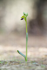Orchid Rainbow Bee Orchid (Ophrys iricolor) close-up. Sassari, Platamona, Sardinia, italy. Italia.