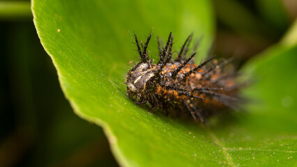 macro photography of caterpillar walking on a leaf of a plant in a forest in the afternoon