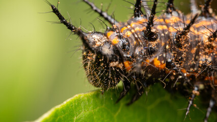 Macro photography of caterpillar walking on a leaf of a plant in a forest in the afternoon