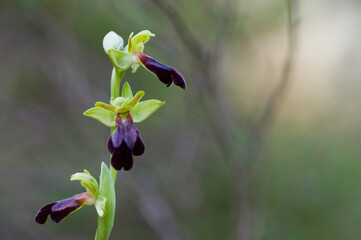 Orchid Rainbow Bee Orchid (Ophrys iricolor) close-up. Sassari, Platamona, Sardinia, italy. Italia.
