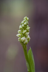 Dense-flowered Orchid, Neotinea maculata, wild orchid in. Lago di Baratz, Sassari, Sardinia. Italy