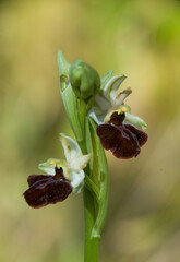 Early Spider Orchid (Ophrys sphegodes praecox, Sardinia, Italy) 
