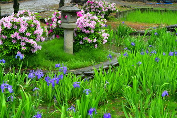 ツツジとかきつばたの咲く雨の庭園