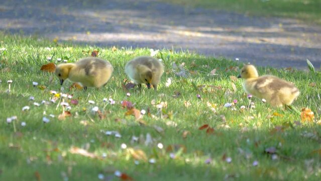 Baby Canada Geese (Branta canadensis) goslings feed on fresh spring grass under the watchful eyes of their parrents