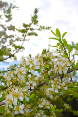 Fototapeta na wymiar White flowers of a blossoming tree on a background of blue sky