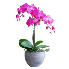 Naklejka na ściany i meble A vibrant pink orchid blooms beautifully in a pot against a transparent background
