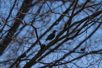 Europian Starling, bird on the tree in the forest