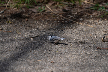 White-breasted Nuthatch on the road in the park
