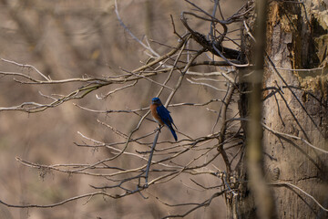 Eastern Bluebird on a tree in the Stillwater Prairie Reserve