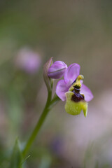 Sawfly Orchid (Ophrys tenthredinifera) flower. Sassari, Sardinia, Italy.