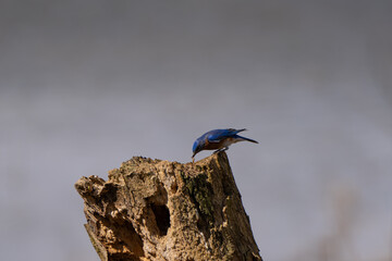 Eastern Bluebird, the bird catches worms in the old stump