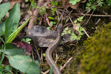 Naklejka premium Watersnake, a snake among foliage in the forest against the background of moss