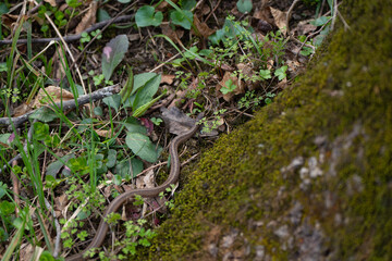 Watersnake, a snake among foliage in the forest against the background of moss