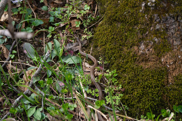 Watersnake, a snake among foliage in the forest against the background of moss