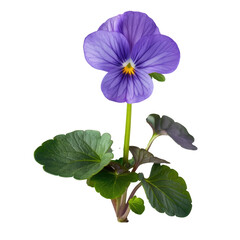 A charming garden violet stands alone against a transparent background