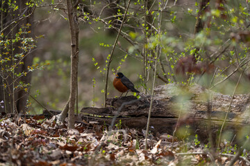 American robin on a tree trunk, Tawawa Park, Ohio, USA