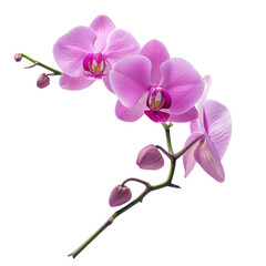 An orchid elegantly stands alone on a transparent background with a clipping path