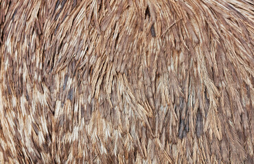 Animal feathers