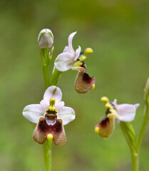 Sawfly Orchid (Ophrys tenthredinifera) flower. Sassari, Sardinia, Italy.