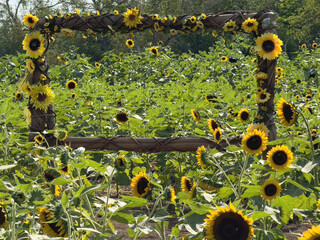 Sunflower rectangle frame
