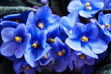 delicate blue violets decorative window decoration