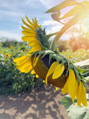 Sunflower head on agriculture field