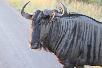 The blue wildebeest (Connochaetes taurinus), also called the common wildebeest, white-bearded gnu...