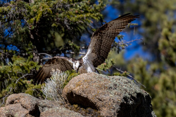 Osprey on Cliff