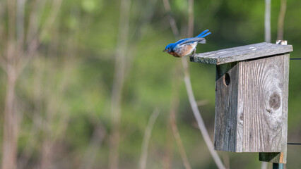 Eastern bluebird is a blur of motion as it takes off from the top of a birdhouse.