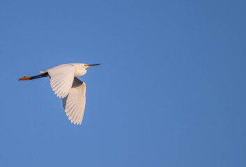 Snowy egret in flight against a clear blue sky.